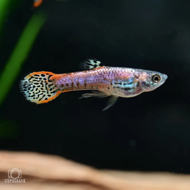 Endler Guppy Red Tiger (Poecilia wingei) Markenprodukt